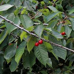 Merisier, feuilles et fruits.