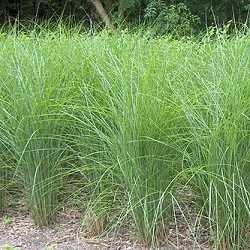 Miscanthus sinensis "gracillimus".