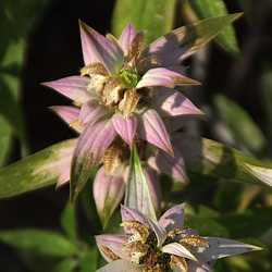 Monarde ponctuée.
