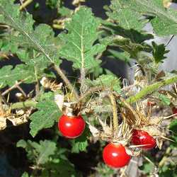 Morelle de Balbis.