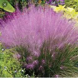 Muhlenbergia rose.