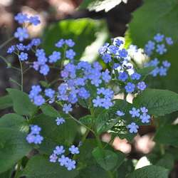 Myosotis du Caucase.