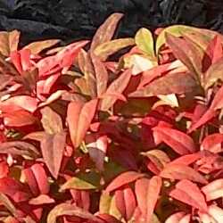 Nandina domestica "firepower".