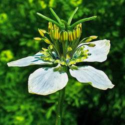 Nigelle cultivée.