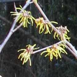 Noisetier des sorcières "pallida".