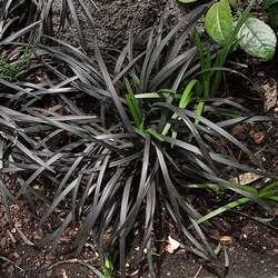 Ophiopogon noir.