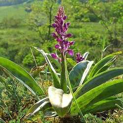 Orchis mâle.
