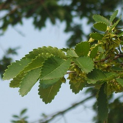 Orme épineux.