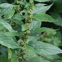Pariétaire officinale.