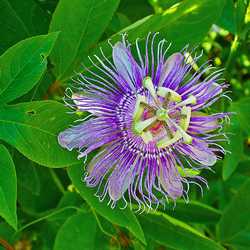 Passiflore incarnata.