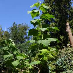 Jeune paulownia tomentosa.