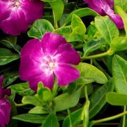 Petite pervenche "atropurpurea".