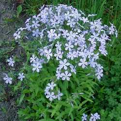 Phlox divariqué.