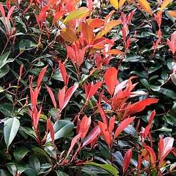 Photinia x fraseri "red robin".