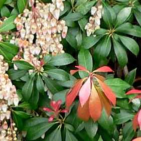 Pieris.
