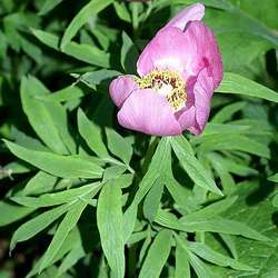 Pivoine officinale.