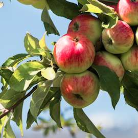 Pommier du Kazakhstan (malus sieversii).