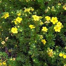 Potentille arbustive "goldfinger".
