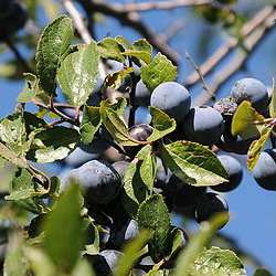 Prunellier.