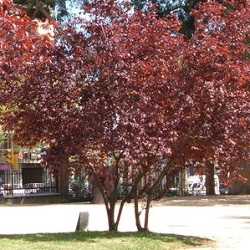 Prunus "pissardii".