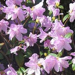 Rhododendron précoce.