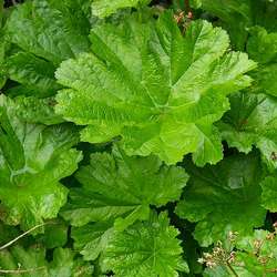 Rhubarbe indienne, feuilles.