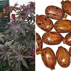 Feuilles et graines de ricin.