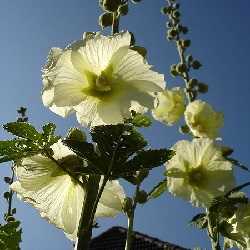 Rose trémière jaune (alcea rosea).