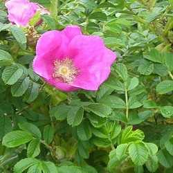 Rosier rugueux.