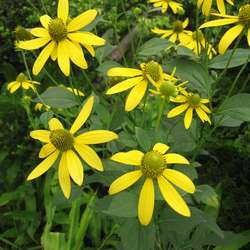 Rudbeckia-laciniata