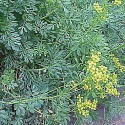 Rue officinale.