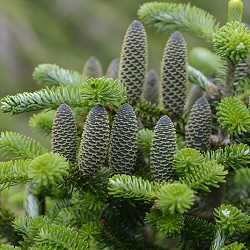 Sapin de Corée.