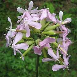 Saponaire officinale.