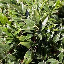 Sarcococca confus.