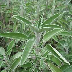 Sauge officinale.