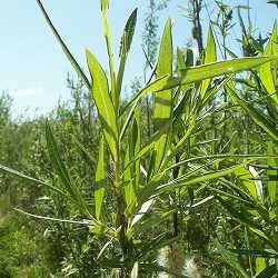 Saule des vanniers.