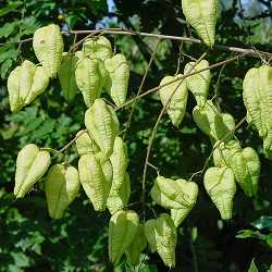 Savonnier (kœlreuteria paniculata).
