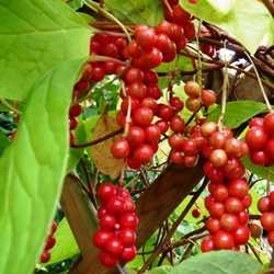 Schisandra.