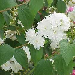 Seringa aux fleurs blanches.