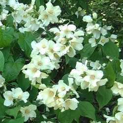 Seringa aux fleurs blanches.