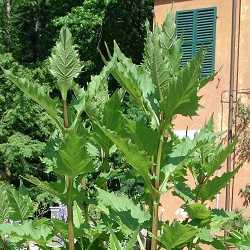 Silphium perfolié.