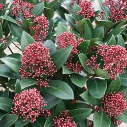 Skimmia du Japon "Rubella".