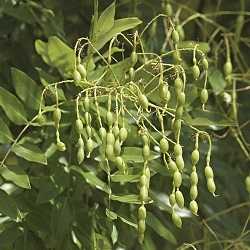 Sophora du Japon.