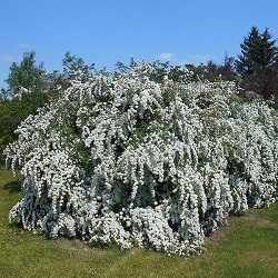 Spirée en fleurs.