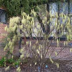Stachyurus chinensis.