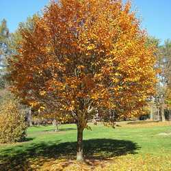 Staphylea colchica.