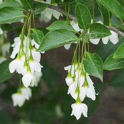 styrax-du-japon.