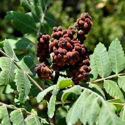 Sumac des corroyeurs.