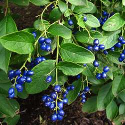 Symplocos paniculata.