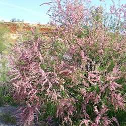 Tamaris (tamarix gallica).
